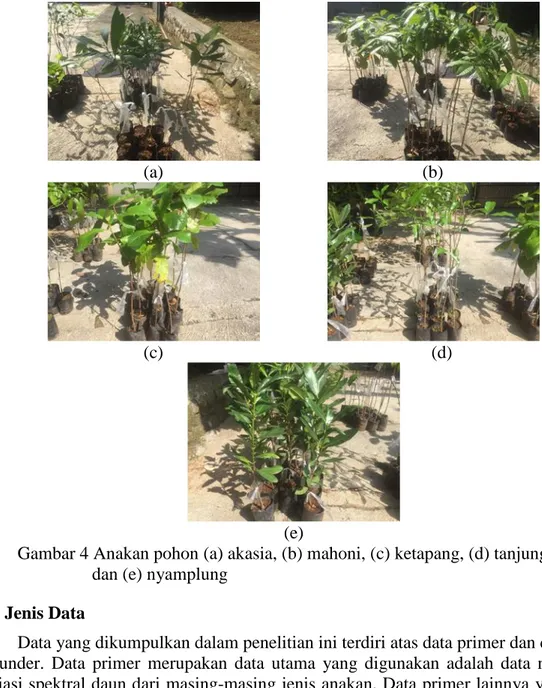 Gambar 4 Anakan pohon (a) akasia, (b) mahoni, (c) ketapang, (d) tanjung,         dan (e) nyamplung 