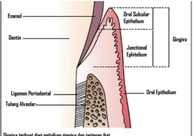 Gambar 1.1 Potongan Longitudinal bagian gigi yang menunjukkan