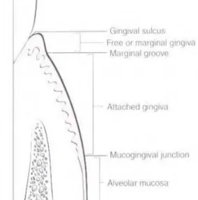 Gambar 1.2. Anatomi Gingiva