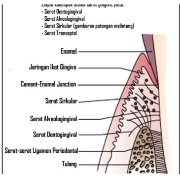 Gambar 1.4. Serat dentogingival, serat alveolar crest dan serat sirkular  pada jaringan ikat gingiva.