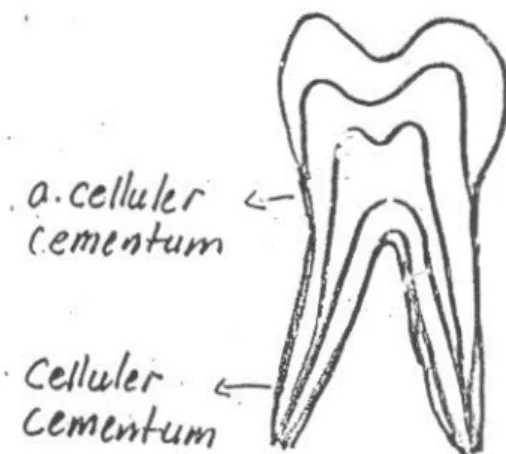 Gambar 6. Tipe sementum 