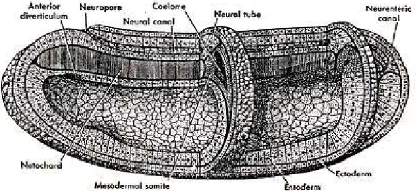 Gambar 9.13 Embrio amphioxus dengan tabung saraf, notokorda dan mesoderem somit  yang telah terdifferensiasi (Huettner, 1957) 