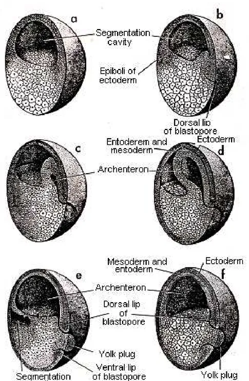 Gambar  9.14  Blastula  (a)  katak  dan  transformasi  menjadi  gastrula  (b-f)daerah  tempat  berlangsungnya  gastrulasi  tampak  pada  bagian  kanan  sisi  blastula