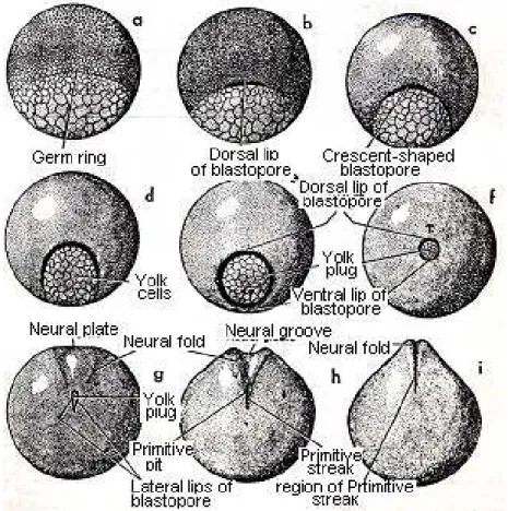 Gambar 9.15  Proses gastrulasi pada embrio katak dilihat dari posterior atau blastopore  (Huettner, 1957) 