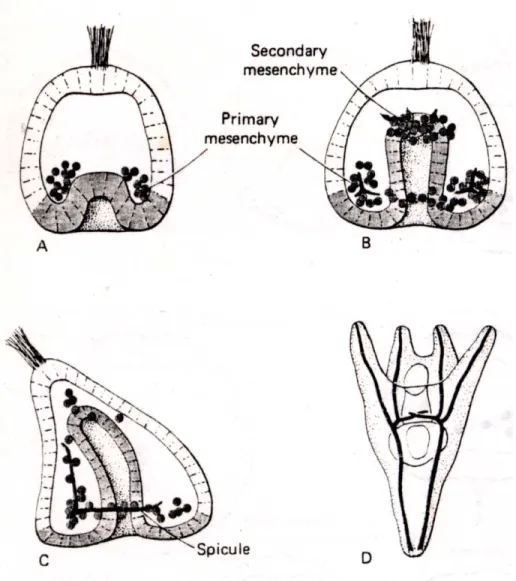 Gambar 9.1. Gastrulasi pada Asterias (Carlson, 1988) 