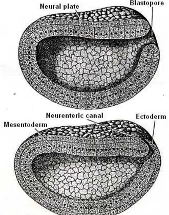 Gambar  9.4    Gastrula  amphioxus  dan  pembentukan  neurenteric  canal  (Huettner, 1957) 