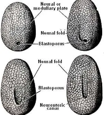 Gambar 9.5 Gastrula amphioxus menunjukkan pertumbuhan ektoderem  yang  progressif  di  atas    blastoporus  pada  pembentukan  neural fold (Huettner, 1957) 