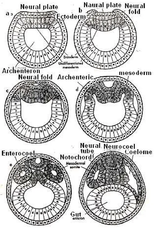 Gambar  9.10  Sayatan  transversal  melalui  embrio  amphioxus  (a,b)  gastrula (c-f) stadium post gastrula (Huettner, 1957) 