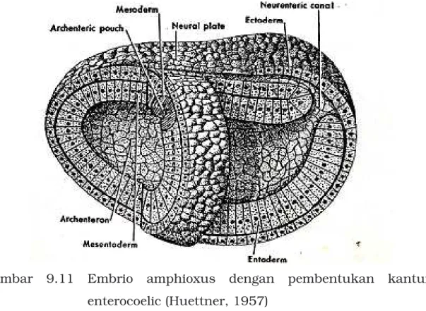 Gambar  9.11  Embrio  amphioxus  dengan  pembentukan  kantung  enterocoelic (Huettner, 1957) 