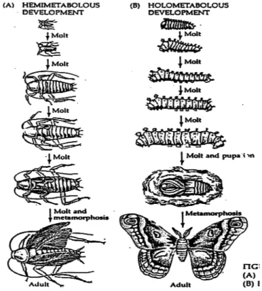 Gambar 14.1. Bentuk Metamorfosis yang Terjadi pada Insekta. 