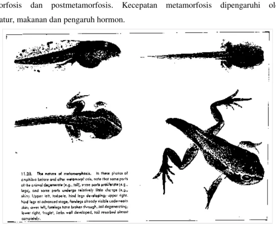 Gambar 14.3. Metamorfosis pada Katak yang Ditandai dengan Perubahan Bentuk Luar  Tubuh dan Struktur Internalnya 