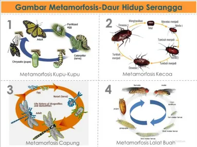 Gambar 14.1. Bentuk Metamorfosis yang Terjadi pada Insekta. 