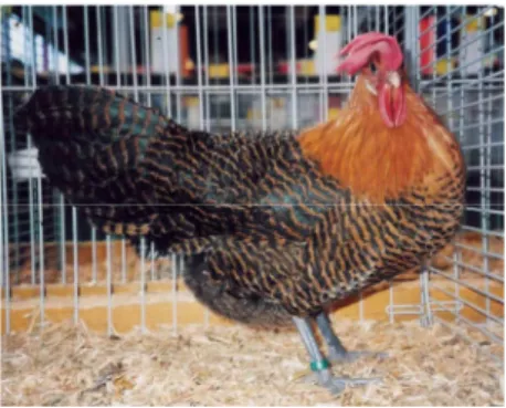 Gambar 2.  Ayam Arab  Golden Betina  