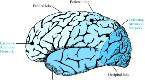 Gambar 2.9 Cereberal cortex (korteks otak besar) 