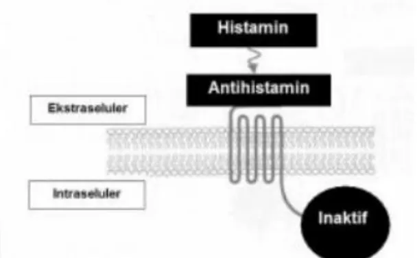 Gambar 2. Mekanisme kerja antihistamin 