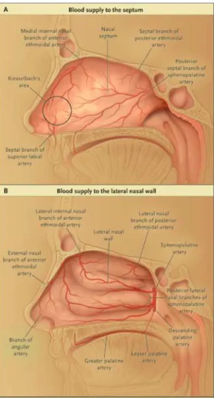 Gambar 2 - Vaskularisasi septum dan dinding lateral hidung  (dikutip dari Kucik,CJ, Timothy C, 2005) 