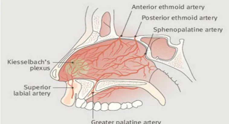 Gambar 1. Anatomi Hidung 