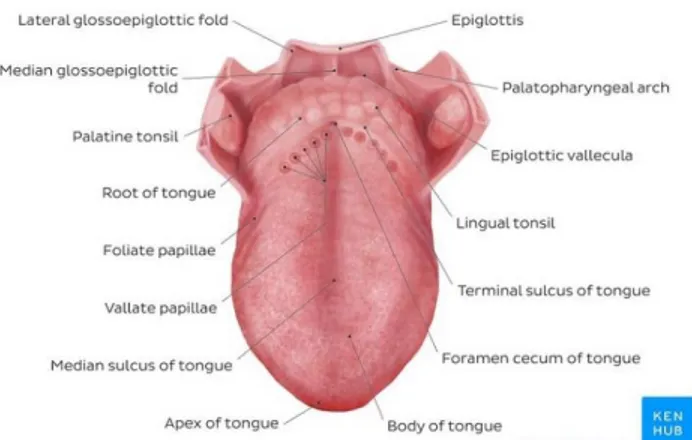Gambar 1. Gambaran umum lidah  Sumber gambar: (Putri, 2020) 