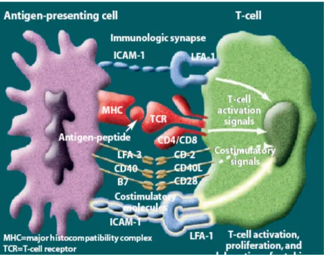 Gambar 1. Stimulasi sel T naive oleh sel sel APC matur dalam kelenjar getah bening regional