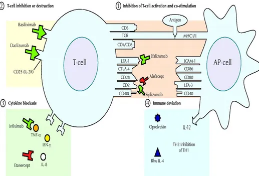 Gambar 2. Agen biologik dan target yang dituju (1). Berbagai efek agen biologik terhadap target spesifik pada  permukaan sel APC dan sel T, dan target yang beredar dalam sirkulasi 