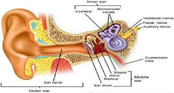 Gambar 2.1 Anatomi Telinga 