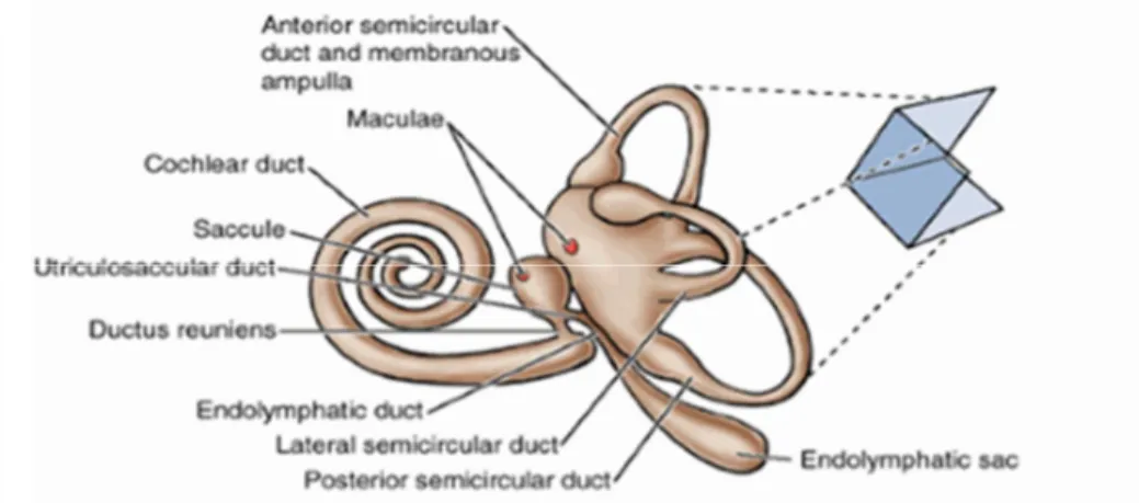 Gambar 2.1. Anatomi Sistem Keseimbangan Tubuh  (Sumber: Risna, 2011) 