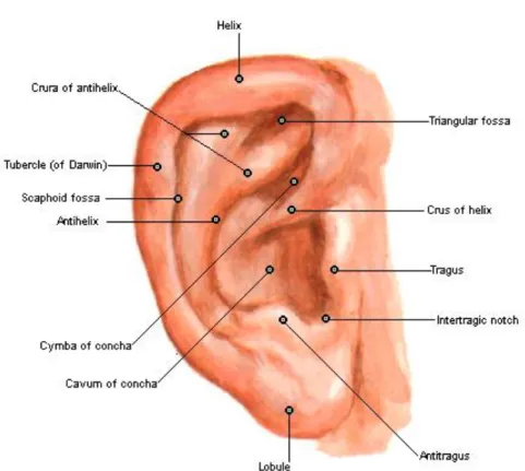 Gambar 2 : Anatomi Telinga Luar 