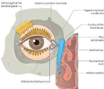 Gambar 1. Anatomi Sistem Lakrimalis 