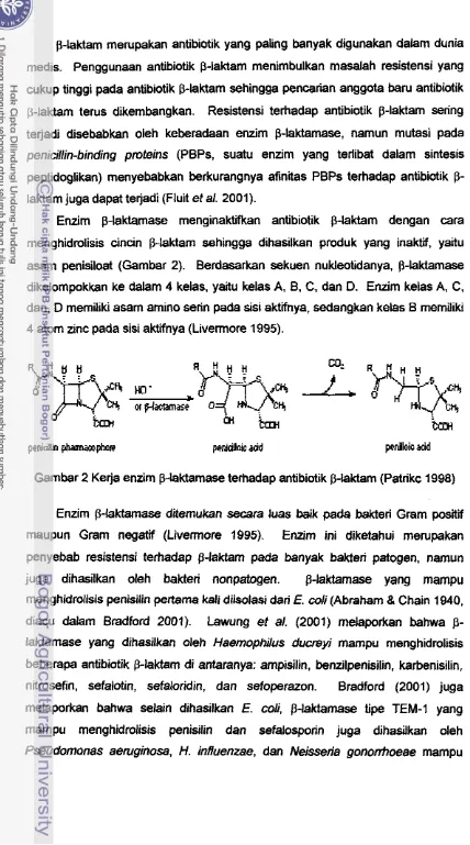 Gambar 2 Kerja enzim p-laktamase terhadap antibiotik p-iaktam (Patrikc 1998) 