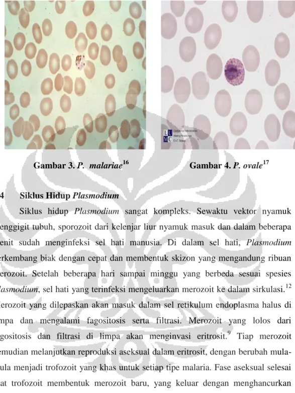 Gambar 3. P.  malariae 16 Gambar 4. P. ovale 17