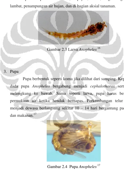 Gambar 2.3 Larva Anopheles  16 