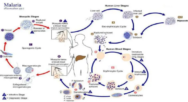 Gambar 1. Siklus Hidup Plasmodium 3 