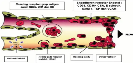 Gambar 2. Patofisologi Sitoaderen 3 