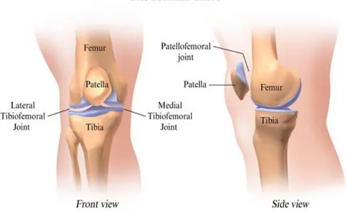 Gambar 2.1  Persendian Lutut Manusia 