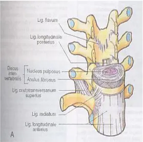 Gambar 1. Penampang ventral kolumna vertebralis