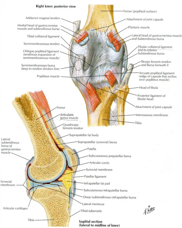 Gambar 2. Anatomi Sendi Lutut. Sumber: Netter 