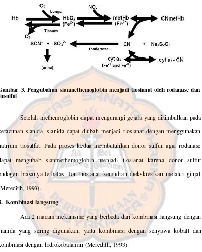 Gambar 3. Pengubahan sianmethemoglobin menjadi tiosianat oleh rodanase dan 