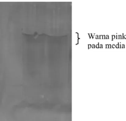 Gambar 2. Hasil uji makroskopis pada E. coli (a. Pada desikator  b. Kontrol positif   c.Metoda 