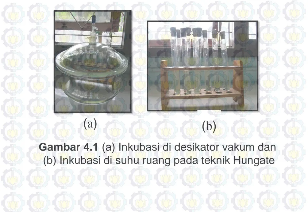 Gambar 4.1 (a) Inkubasi di desikator vakum dan   (b) Inkubasi di suhu ruang pada teknik Hungate 