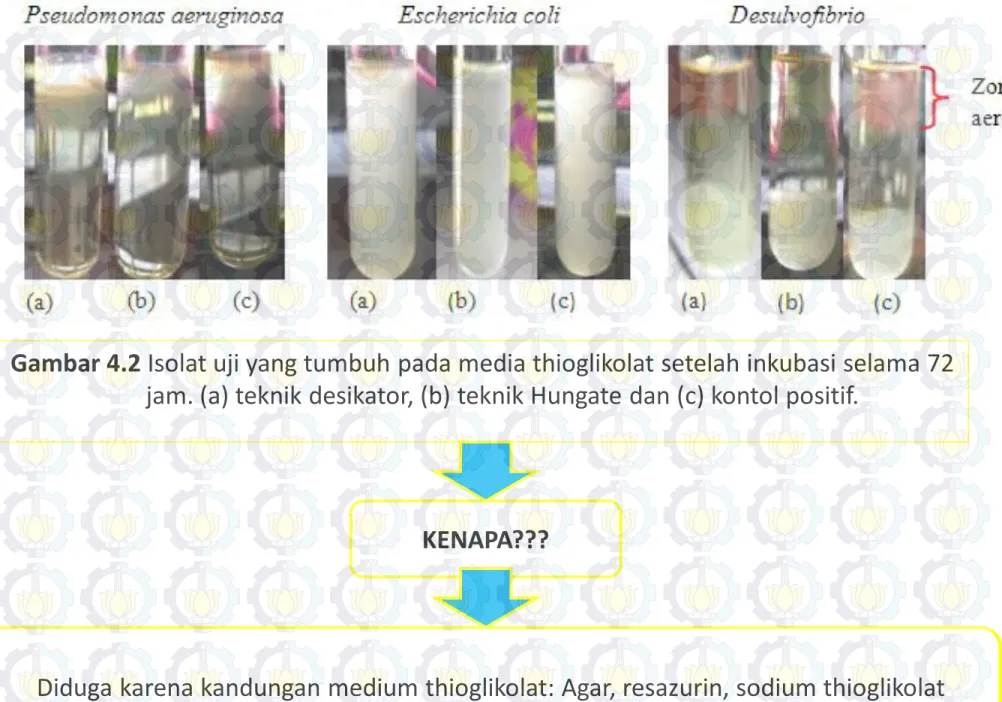 Gambar 4.2 Isolat uji yang tumbuh pada media thioglikolat setelah inkubasi selama 72  jam