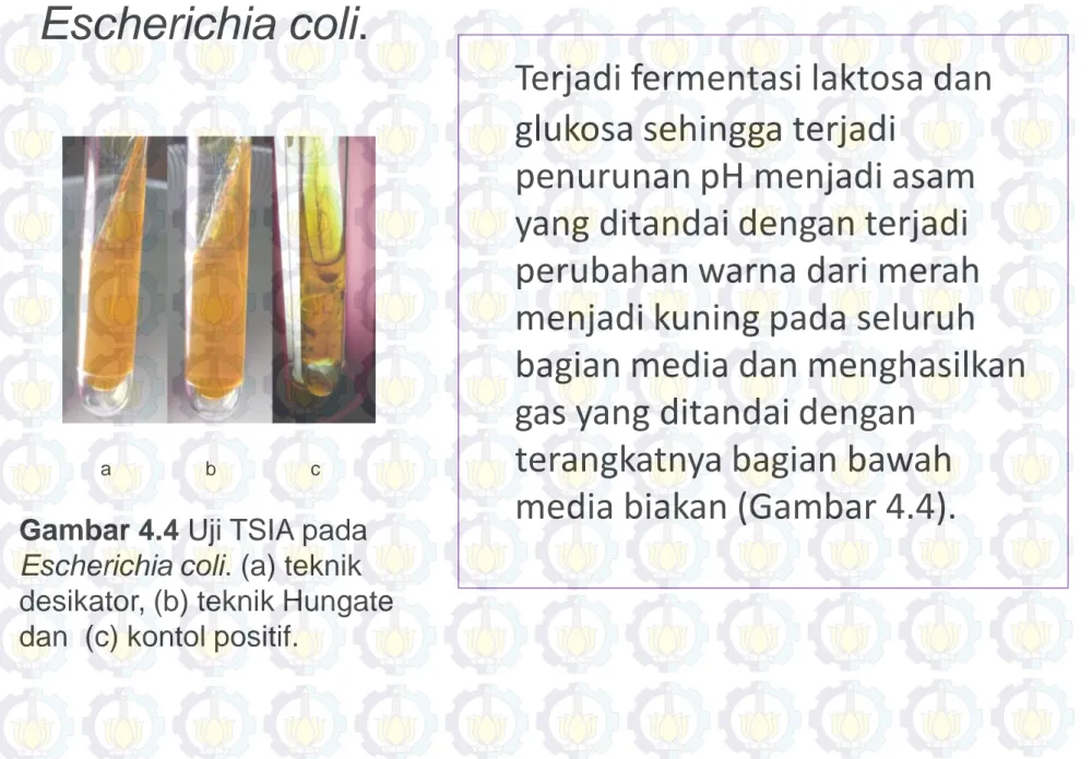 Gambar 4.4 Uji TSIA pada  Escherichia coli. (a) teknik  desikator, (b) teknik Hungate  dan  (c) kontol positif