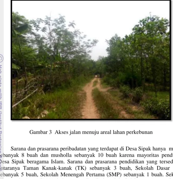 Gambar 3  Akses jalan menuju areal lahan perkebunan 
