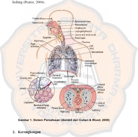 Gambar 1. Sistem Pernafasan (diambil dari Cohen & Wood, 2000) 