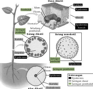 Gambar 2.7Tiga sistem jaringan tumbuhan.Setiap organ tumbuhan terdiri