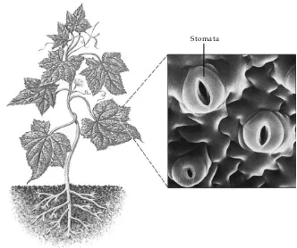 Gambar 2.8Stomata pada daun. Stomatamerupakan modifikasi epidermis