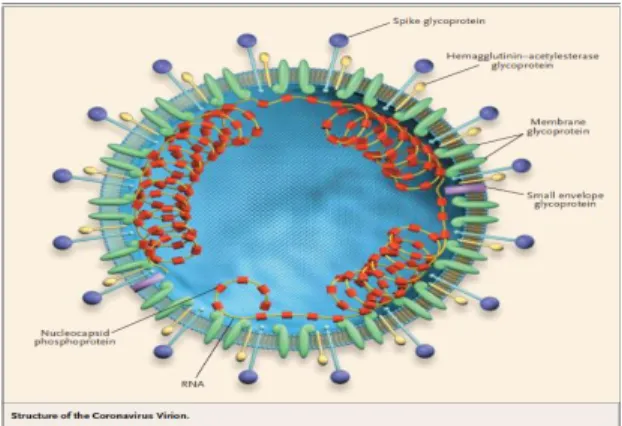 Gambar 1. Struktur Coronavirus [9]    