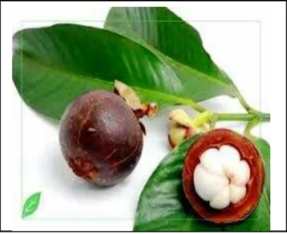 Gambar 2.1. Buah Manggis (Hadriyono, 2011) 