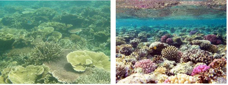 Gambar 2.4. Gambar Terumbu Karang di Kepulauan Seribu 
