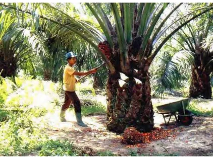 Gambar 6.3 Salah satu hasil perkebunan Indonesia yang diekspor ke luar negeri yaitu kelapa sawit