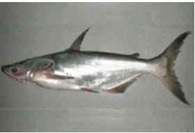 Gambar 1. Gambar ikan patin (Pangasius hypophthalmus) 
